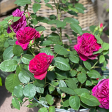 Rosier du fleuriste