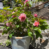 Rosier du fleuriste