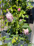 Rosier du fleuriste