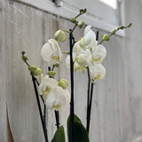Orchidée blanc phalaenopsis